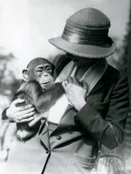 A lady holds a young Chimpanzee at London Zoo